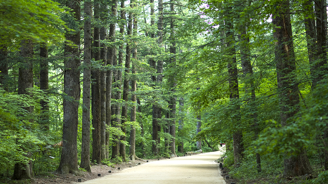 오대산 월정사 이미지